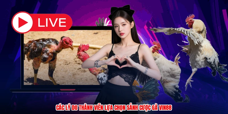 Các lý do thành viên lựa chọn sảnh cược gà VIN88