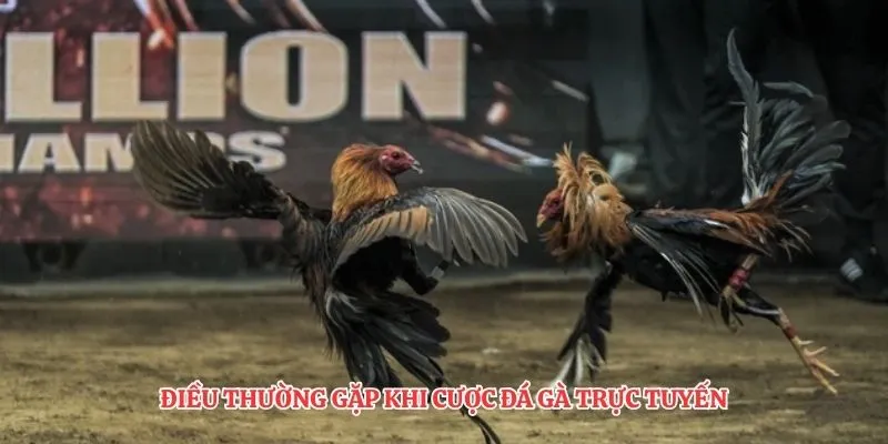 Điều thường gặp khi cược đá gà trực tuyến
