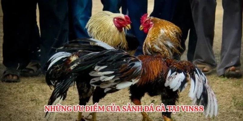 Những ưu điểm của sảnh đá gà tại VIN88