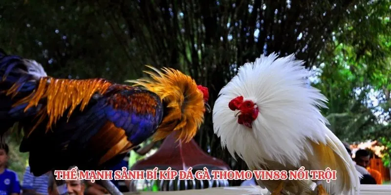 Thế mạnh sảnh bí kíp đá gà thomo VIN88 nổi trội