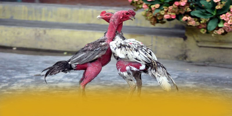 Phản hồi từ thành viên đã trải nghiệm về SUNWIN Phản hồi từ thành viên đã trải nghiệm về SUNWIN